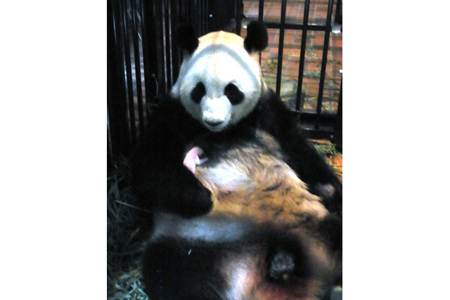 パンダの赤ちゃん死亡 画像