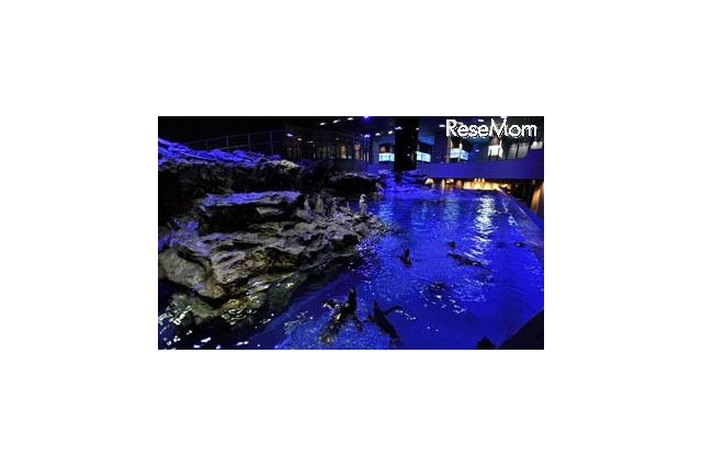 すみだ水族館「おやこでお泊り」9月も実施 画像