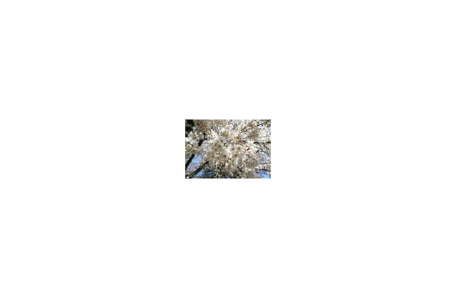 桜はまだかいな!? 日本気象協会が2007年開花予想と花見情報を発信 画像
