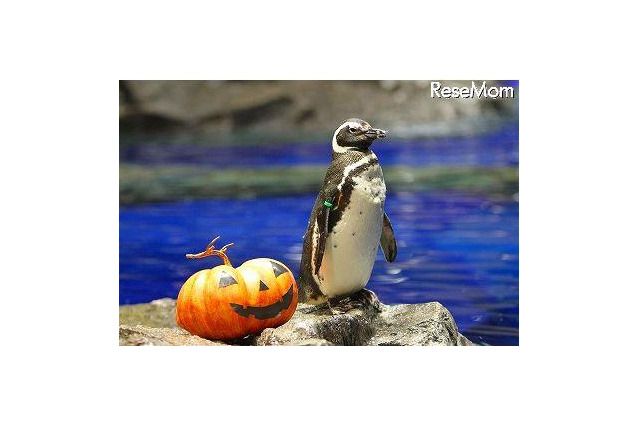 親子でお泊り水族館、ハロウィンバージョン　10月27-28日 画像