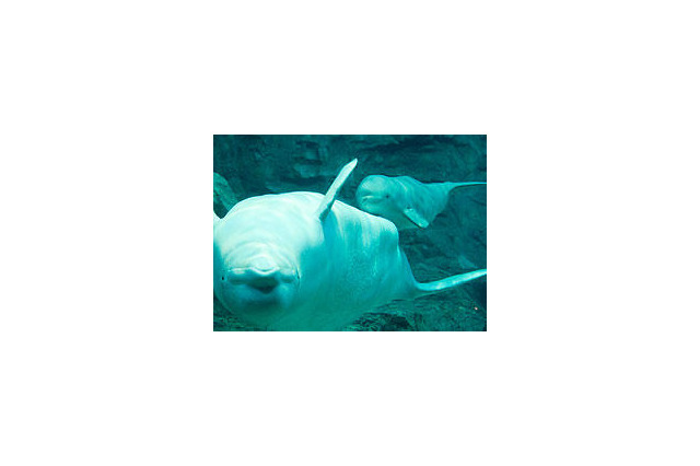 名古屋港水族館、20周年記念で2,000組を無料招待 画像