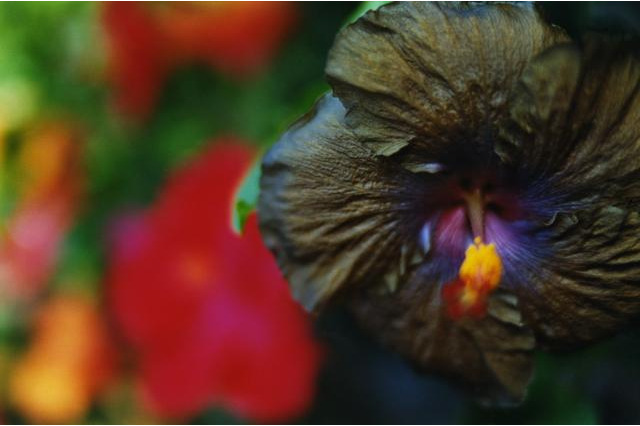 渋谷ヒカリエで、写真家蜷川実花が個展を開催〜8/ ART GALLERY/ Tomio Koyama Gallery 画像
