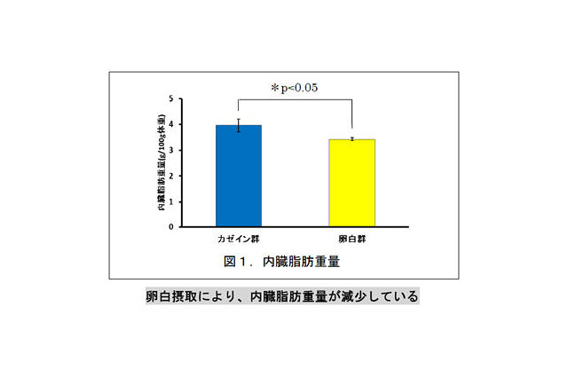 キユーピー、卵白摂取による内臓脂肪減少の可能性を示唆…学会で発表 画像
