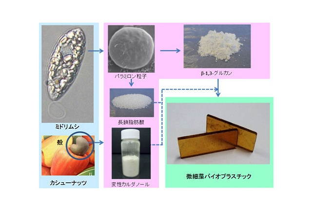産総研・NEC・宮崎大、ミドリムシを主原料とするバイオプラスチックを開発 画像