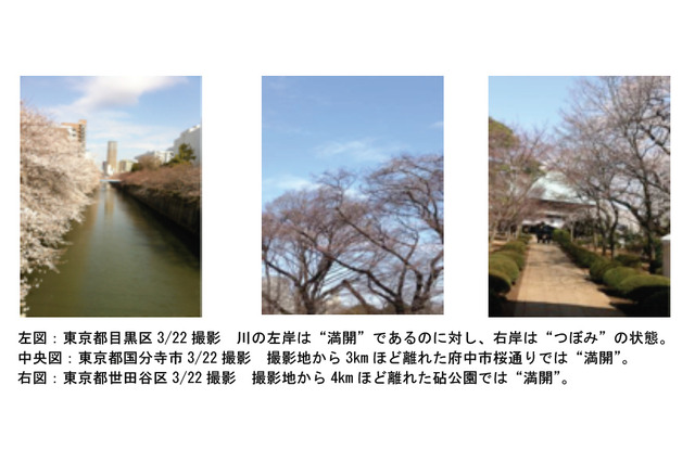 今年の桜に異変？……満開日にばらつき、都内の3人に1人が異変を実感 画像
