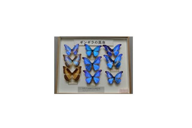 【夏休み】熱帯の生き物展　3つのコース 画像