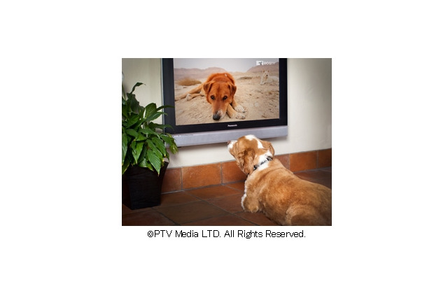 人ではなく“犬が観る”専門チャンネル！「ひかりTV」で6月スタート 画像