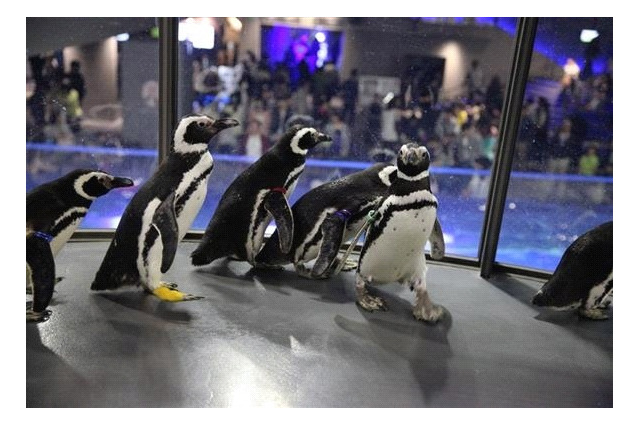 【GW】ペンギンが水槽の外に出てペタペタと 画像
