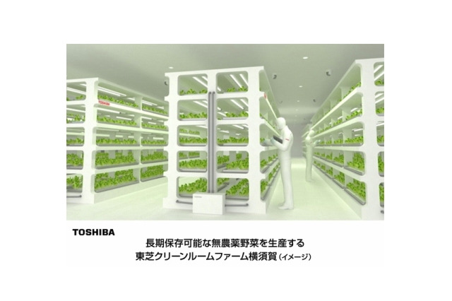 東芝、植物工場での野菜生産を事業化……遊休クリーンルームを活用 画像