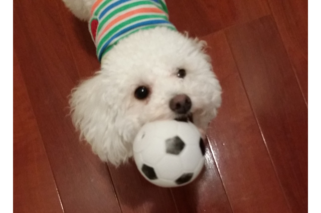 【快適ペットライフ Vol.2】犬とおもちゃの関係~選び方~ 画像