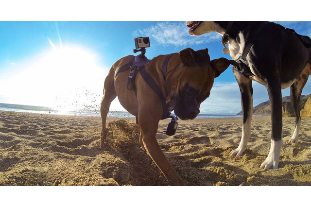 犬の視点で撮影!GoPro、初のペット向けアクセサリー「Fetch」発売 画像