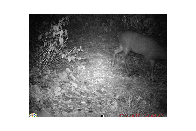 白神山地（青森県・秋田県）で赤外線監視カメラによってニホンジカの生息を確認 画像