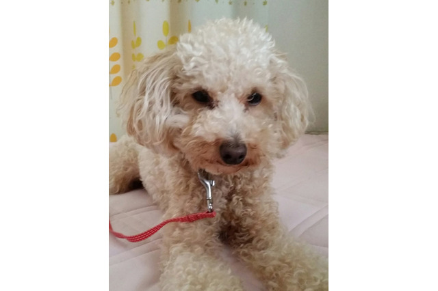 【快適ペットライフ Vol.7】「愛犬がなぜ吠えているのか？」 画像