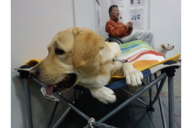 【Pet博 2015】「介助犬」「聴導犬」の役割は? 画像