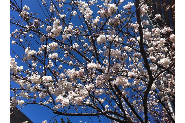 鹿児島で桜が開花……気象台発表 画像