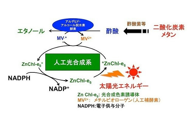 太陽光を利用してエタノールを生成、大阪市立大学とマツダが技術開発 画像