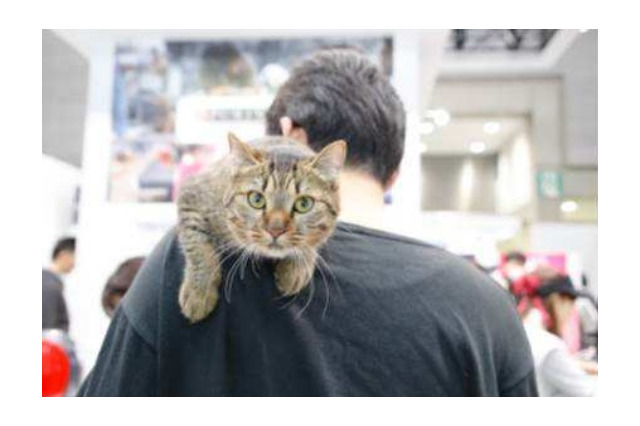 猫関連製品の出展が増加! Interpetsが3月31日に開催 画像