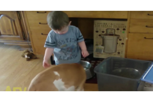愛犬のえさやり中に珍事件が起きて……少年は号泣 画像