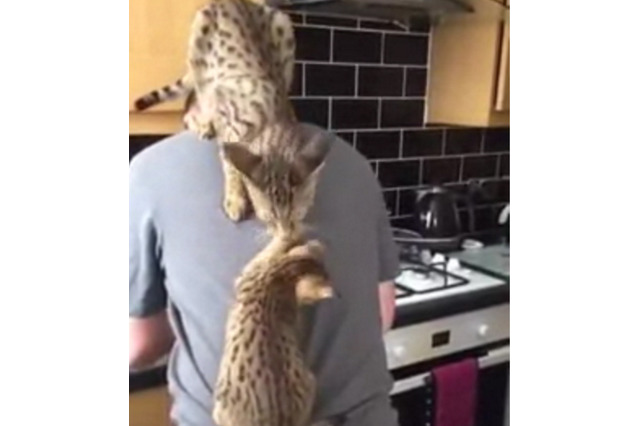 背中から離れない子猫！ほっておいたら…… 画像