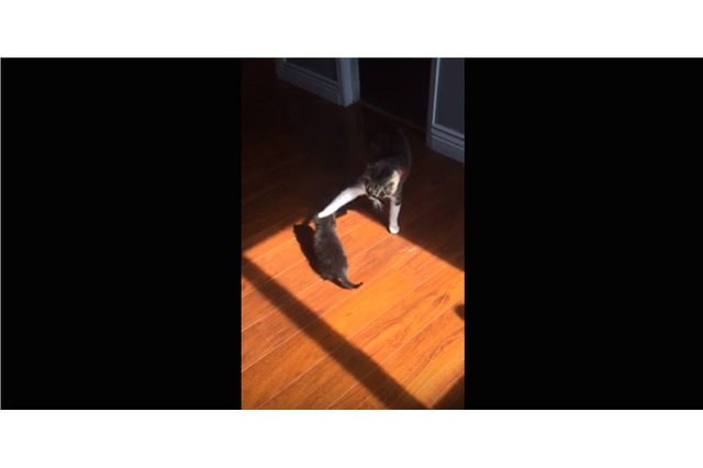 「めっ!」子猫が先輩猫のしっぽで遊ぼうとしたら…かわいいお説教が!! 画像