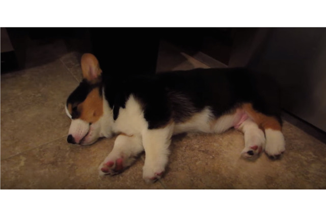 キュートすぎる！どこでも眠れるコーギーの子犬 画像