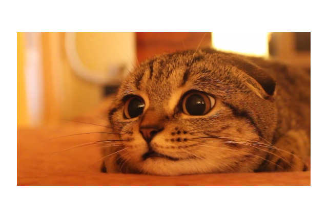 【動画】丸顔クリクリの目にやられる！スコティッシュの猫 画像