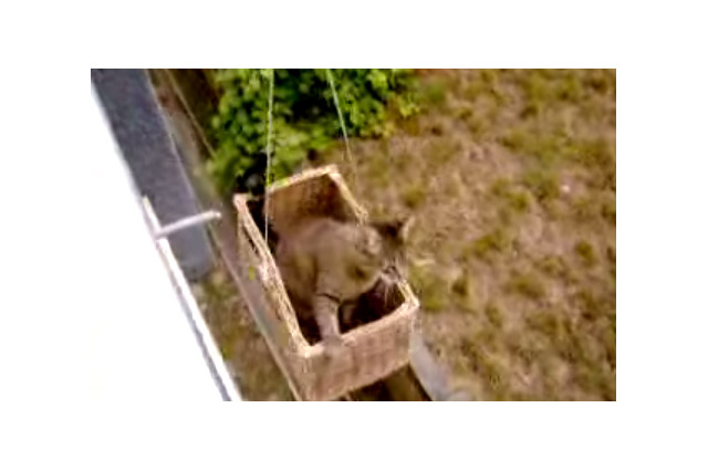 【動画】これが猫専用エレベーター！ 画像