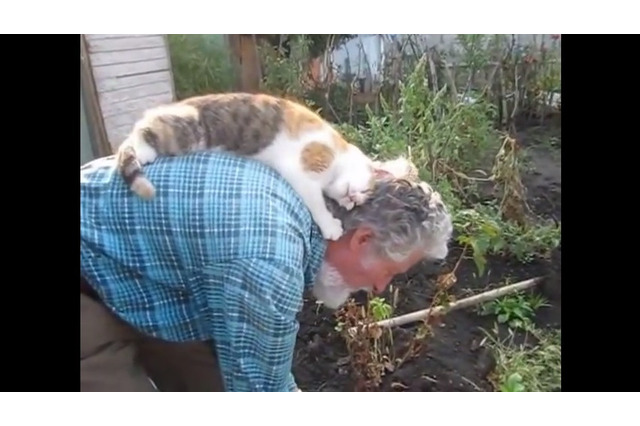 【動画】庭仕事のお爺さんの背中で毛づくろい! 画像