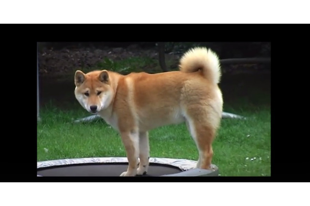 【動画】困惑しつつもトランポリンにハマる柴犬 画像