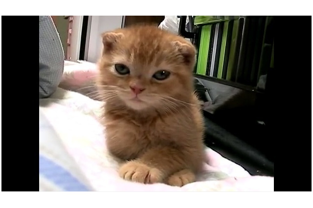 【動画】目覚まし時計にビックリの子ネコ! 画像