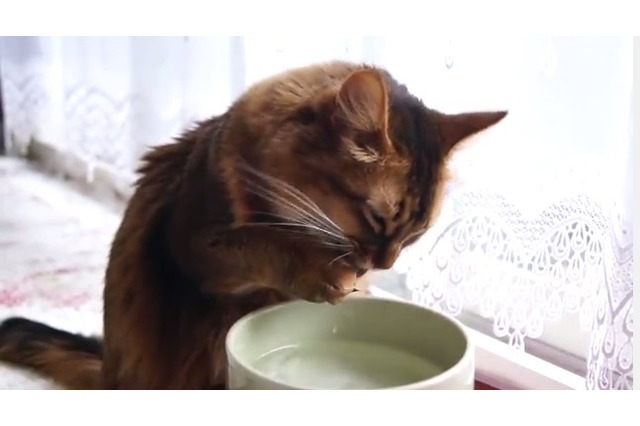 【動画】水の飲み方がまるでアライグマ？なネコ 画像