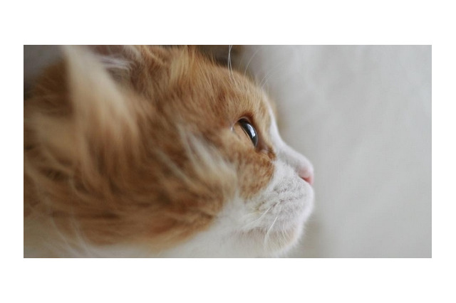 猫さんのステキな横顔10選! 画像