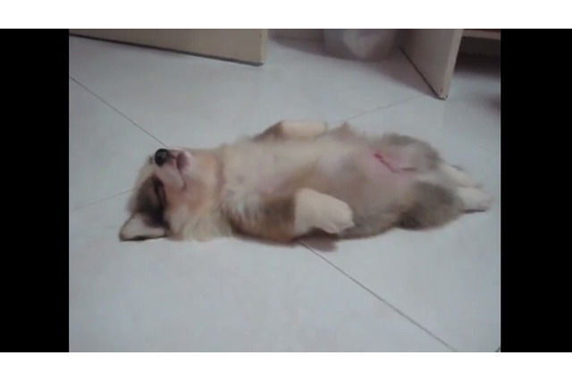 【動画】何をされても起きません!姿勢よく仰向けで爆睡するコーギー 画像