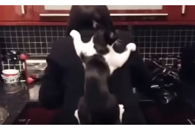 【動画】料理中のママにかまって欲しい!?　隙を狙って…猫ちゃんは… 画像