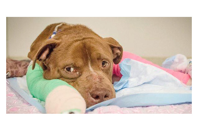 「噛ませ犬」として虐待受けたピット・ブル。保護して気づいたこと 画像