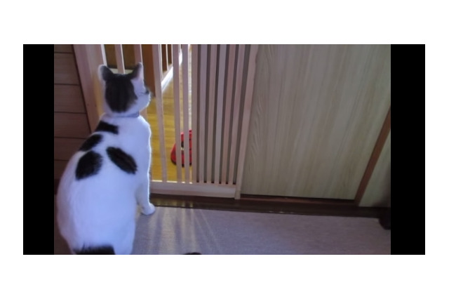 【動画】何度もコロンと前転をして脱走を試みるネコ 画像