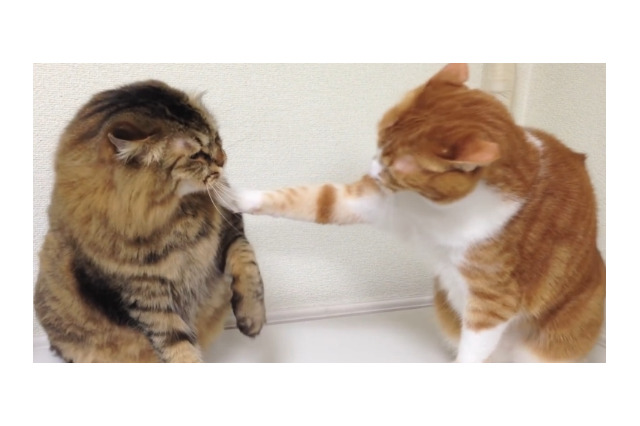 【動画】本気の猫パンチで戦い 画像