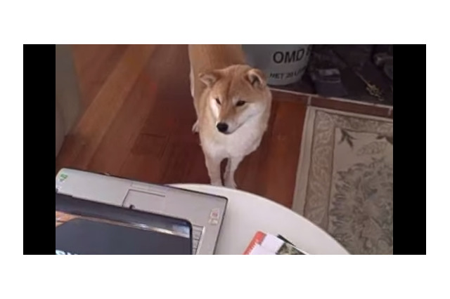 【動画】柴犬が釘付けになったパソコンの動画とは? 画像