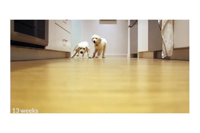 【動画】「ごはん！」で走ってくる２匹の子犬！成長記録にほっこり 画像