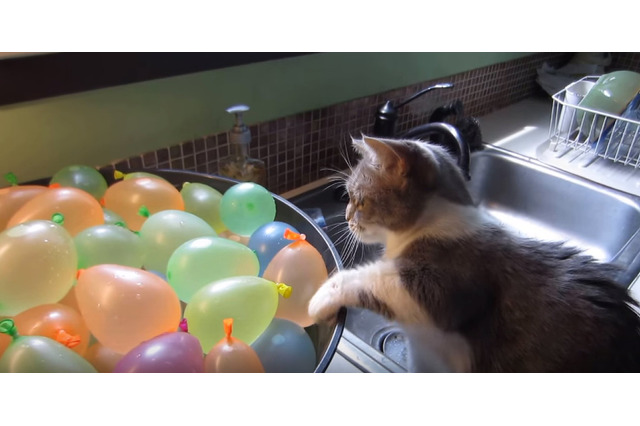 【動画】えっ!?どっかに消えた!割れた風船に驚く猫 画像