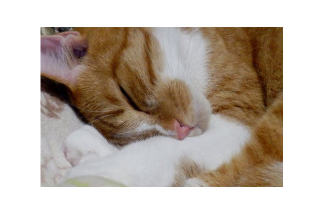厳選!幸せそうにすやすや眠る猫さん画像 画像
