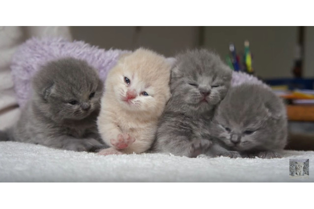【動画】4匹の子猫！並んで鳴く姿がかわいすぎる 画像