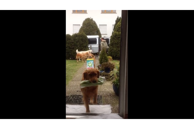 【動画】荷物を次々玄関へ！ワンコチームのお手伝いが素晴らしい 画像