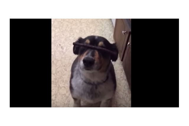 【動画】ワンコが鼻におやつを乗せて『待て』をしていたら… 画像