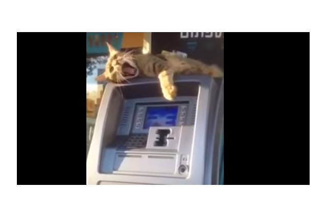 【動画】ATMでお金をおろそうとしたら猫が…… 画像
