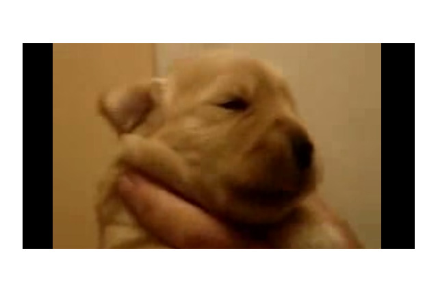 【動画】むちむち仔犬に口笛をきかせてみたら…… 画像