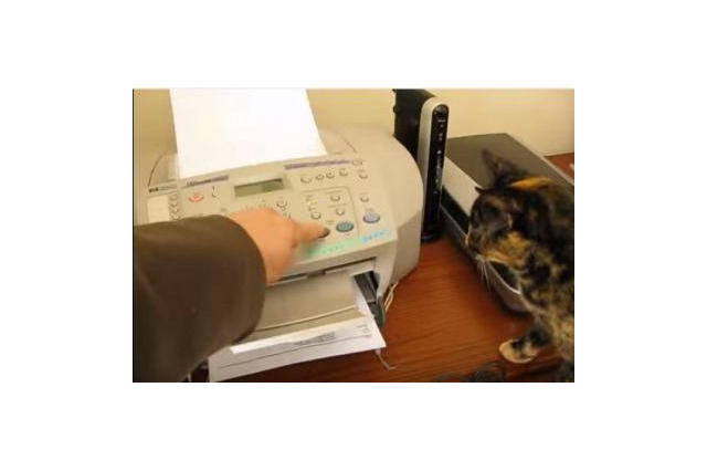 【動画】にゃんだ？FAX　VS　猫 画像