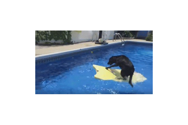 【動画】プールでサーフボードに乗る犬!最後には…… 画像