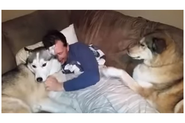 【動画】ヤキモチを妬くハスキー犬 画像