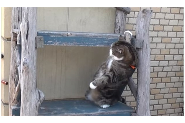 【動画】どうしても登りたいネコ 画像
